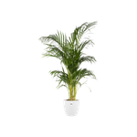 brussels round 22cm white